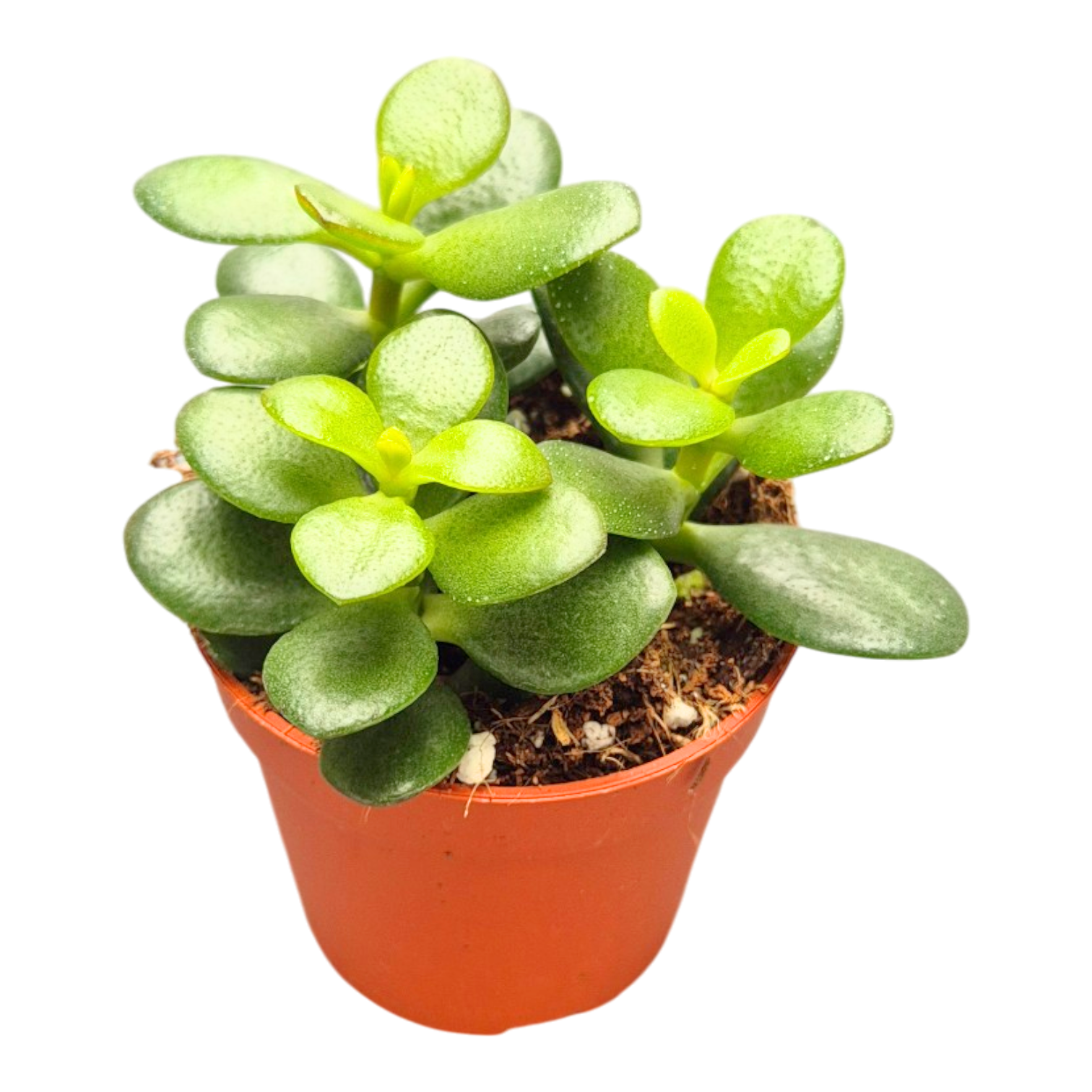 jade minor plant Crassula Ovata Minor