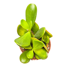 Crassula Ovata Sunset