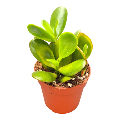 Crassula Ovata Sunset