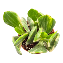 Crassula Ovata Variegata