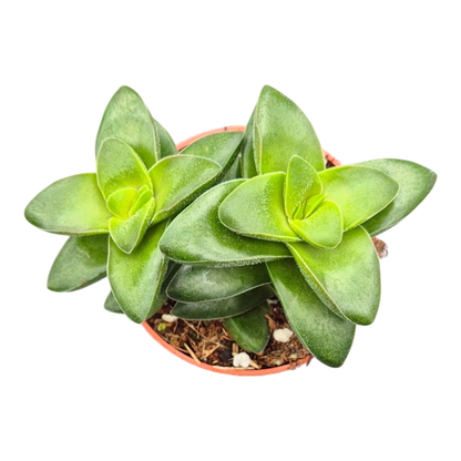 Crassula rupestris Springtime