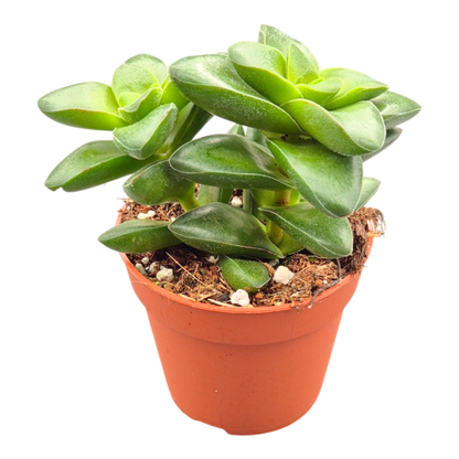 Crassula rupestris Springtime