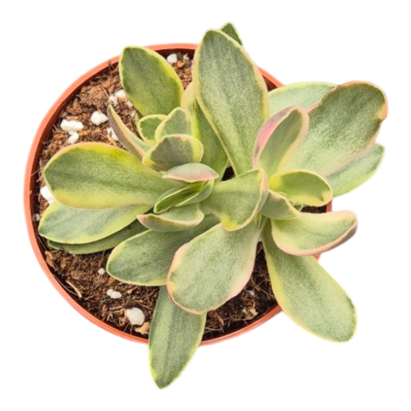 Crassula zwaziensis variegata