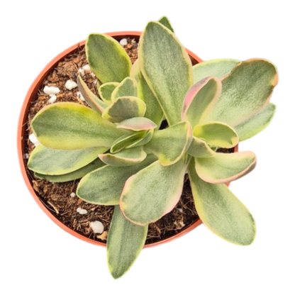 Crassula zwaziensis variegata