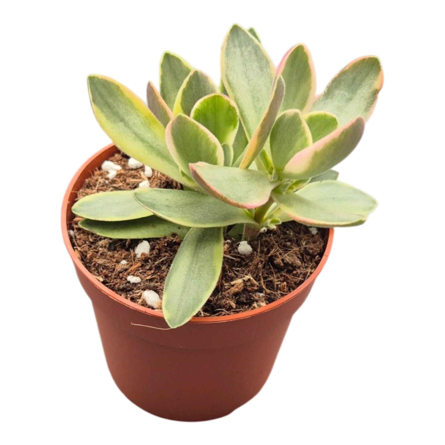 Crassula zwaziensis variegata