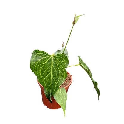 Anthurium Delta Force