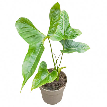 Philodendron Lupinum