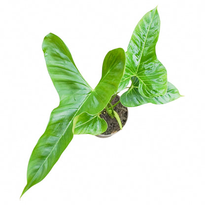 Philodendron Lupinum