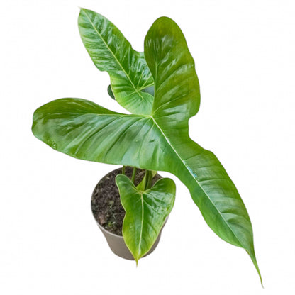 Philodendron Lupinum