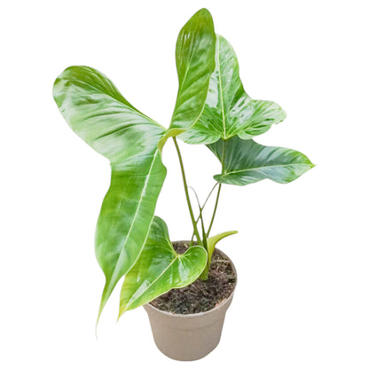 Philodendron Lupinum