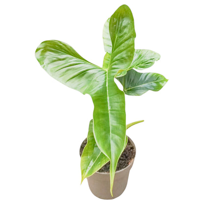Philodendron Lupinum