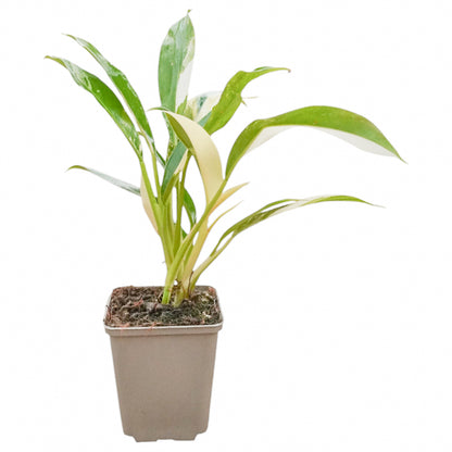 Philodendron Imbe Variegata