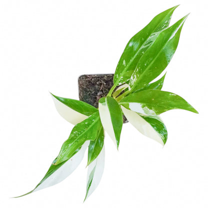 Philodendron Imbe Variegata