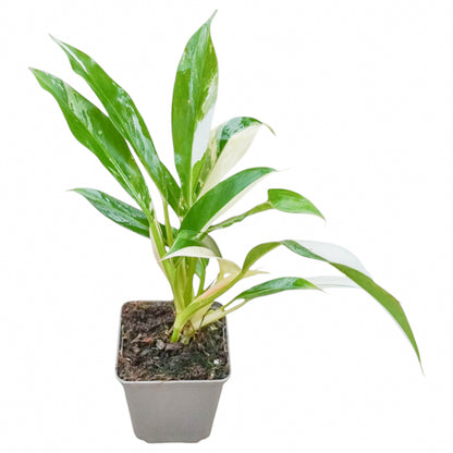 Philodendron Imbe Variegata