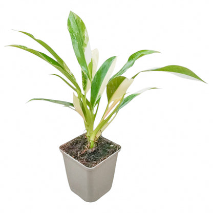 Philodendron Imbe Variegata