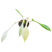 Philodendron Joepii Mint Variegata