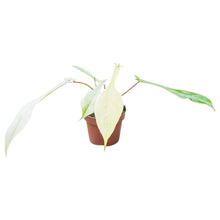 Philodendron Joepii Mint Variegata
