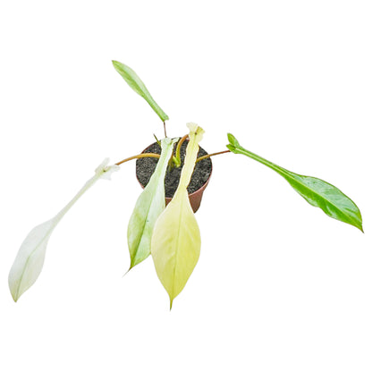 Philodendron Joepii Mint Variegata