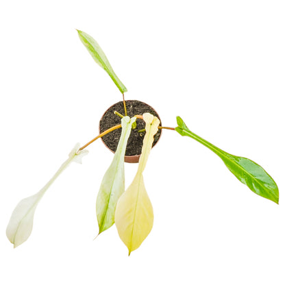 Philodendron Joepii Mint Variegata