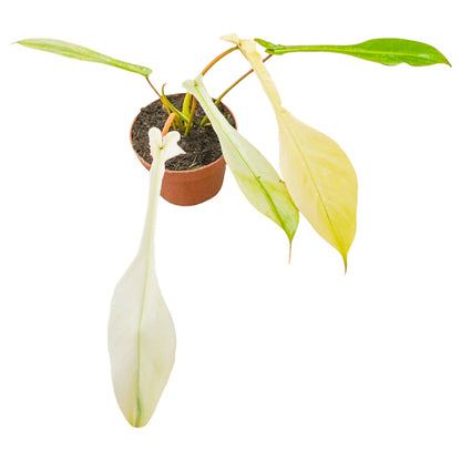 Philodendron Joepii Mint Variegata