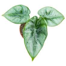 Alocasia Reversa