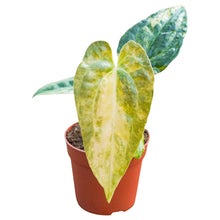 Anthurium Papillilaminum Variegata X Ralph Lynam