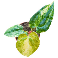 Anthurium Papillilaminum Variegata X Ralph Lynam