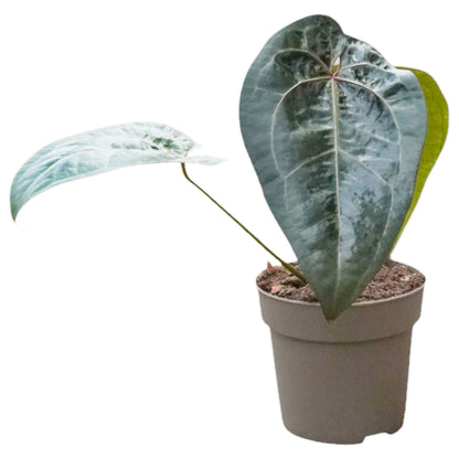 Anthurium Ace Spades (x self)