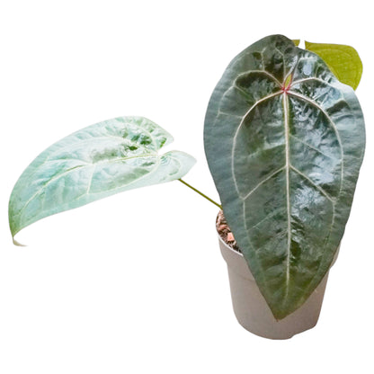 Anthurium Ace Spades (x self)