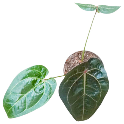 Anthurium Ace Spades (x self)