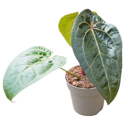 Anthurium Ace Spades (x self)