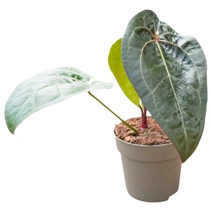 Anthurium Ace Spades (x self)