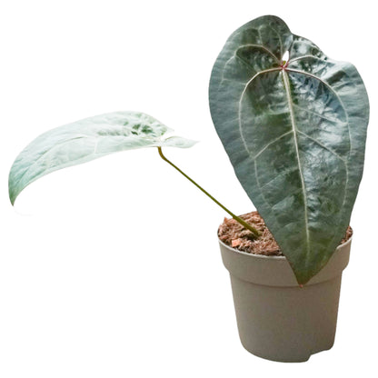 Anthurium Ace Spades (x self)