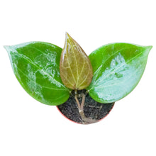 Hoya sp. Papua