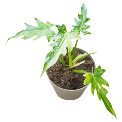 Philodendron Radiatum Variegata