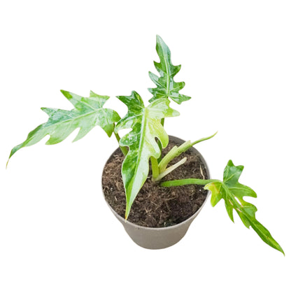 Philodendron Radiatum Variegata