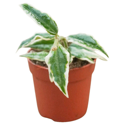 Hoya Bella Variegata