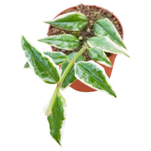 Hoya Bella Variegata