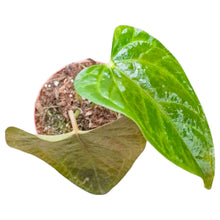 Anthurium Queen of Hearts