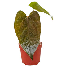 Anthurium Queen of Hearts