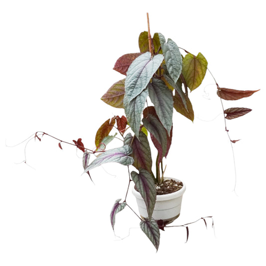 Cissus Discolor Violet Vine