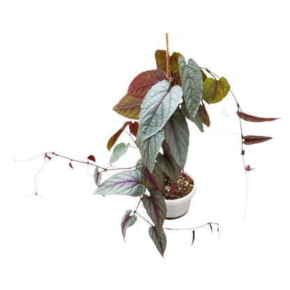 Cissus Discolor Violet Vine