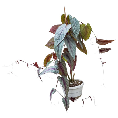 Cissus Discolor Violet Vine