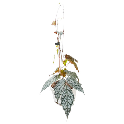 Pterisanthes sp. Papua