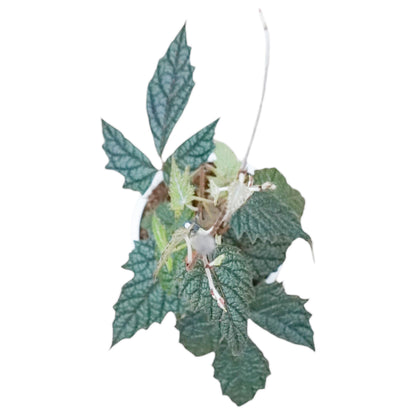 Pterisanthes sp. Papua