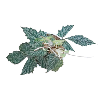 Pterisanthes sp. Papua