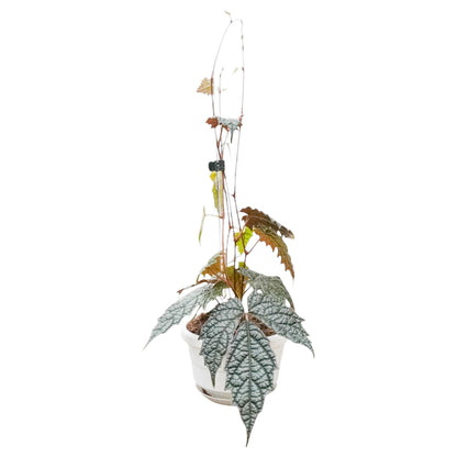 Pterisanthes sp. Papua