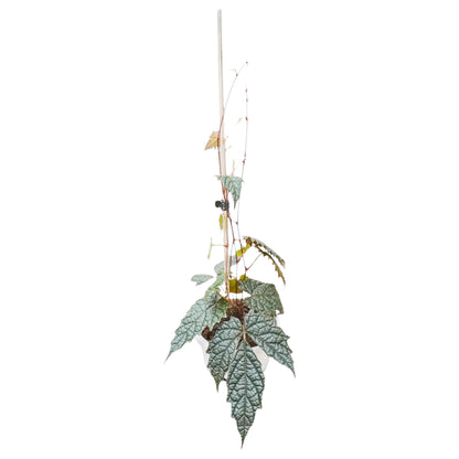 Pterisanthes sp. Papua