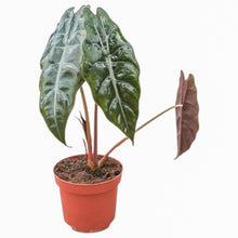 Alocasia Chantrieri