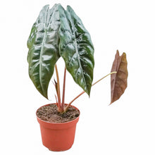 Alocasia Chantrieri